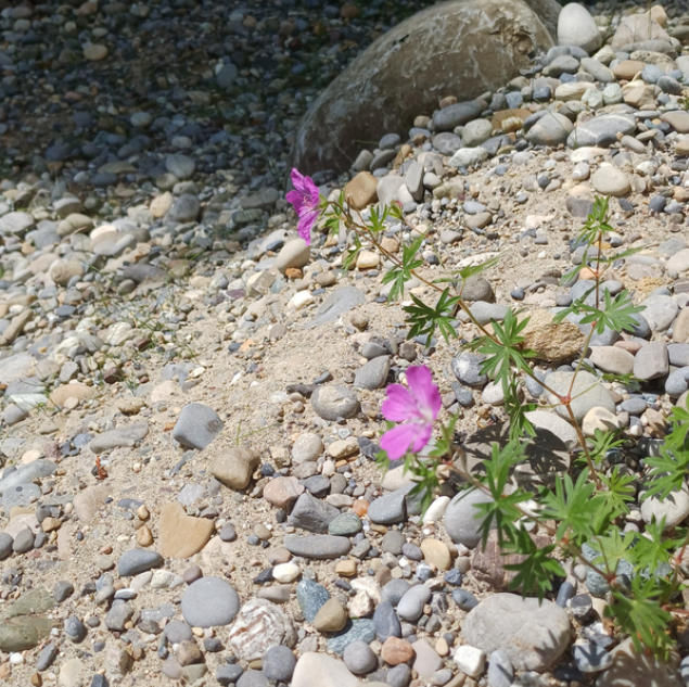 Bild zum Event: Grüner Jakob